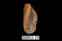 藏品(雲雀殼菜蛤)的圖片